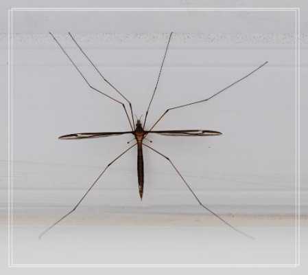 蚊子多少腿（蚊子有多少条腿?）