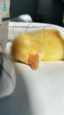 睡鸭子多少钱（睡鸭子多少钱一个月）