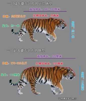 东北虎的体重是多少（东北虎的体重是多少每小时跑多少）
