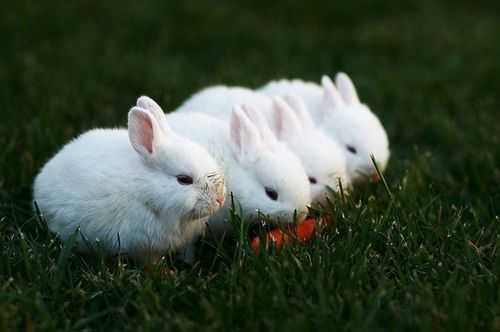 四兔子速度是多少（四星兔子多少速度）-图2
