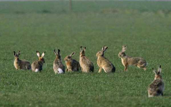 四兔子速度是多少（四星兔子多少速度）-图1