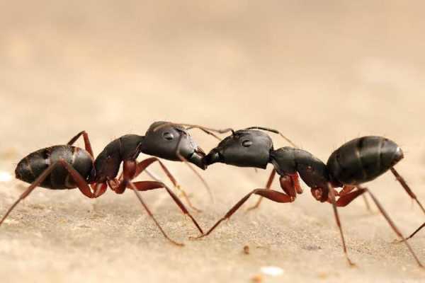 蚂蚁能量最高是多少（蚂蚁能量产生180g有哪些）-图1