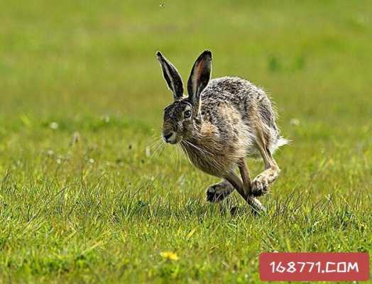 兔子时速多少（兔子时速多少千米）