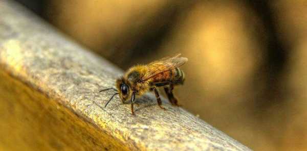 蜜蜂稀有程度多少（蜜蜂有多重?）