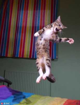 猫咪跳高最高多少（猫跳高度）