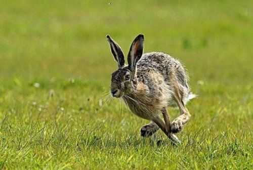 兔子速度多少星（兔子极限速度多少）-图1