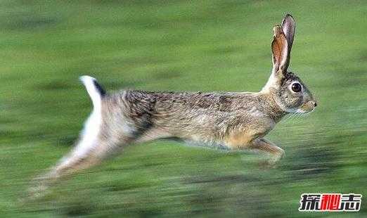 兔子速度多少星（兔子极限速度多少）-图3