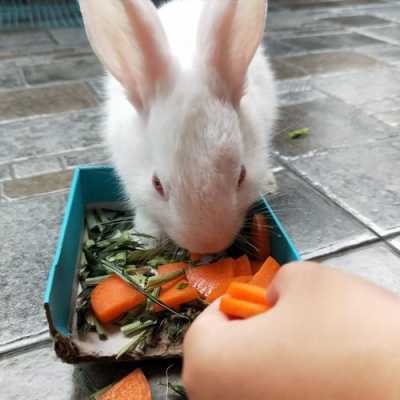 兔子萝卜吃多少（兔子要吃5根萝卜,有几种不同的吃法）
